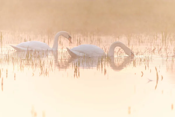 Two Mute Swan Cygnus Olor Reflecting Water Early Morning Alsace — Stock Photo, Image