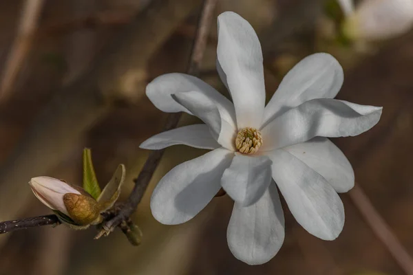 Αρωματικό Λουλούδι Λευκής Μανόλιας Στις Αρχές Της Άνοιξης Αλσατία Γαλλία — Φωτογραφία Αρχείου