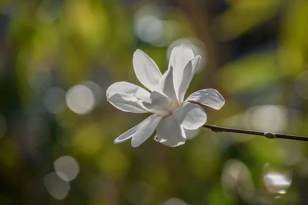 Αρωματικό Λουλούδι Λευκής Μανόλιας Στις Αρχές Της Άνοιξης Αλσατία Γαλλία — Φωτογραφία Αρχείου