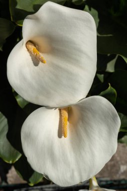 Bahçede çiçek açan beyaz bir arum. Alsace, Fransa.