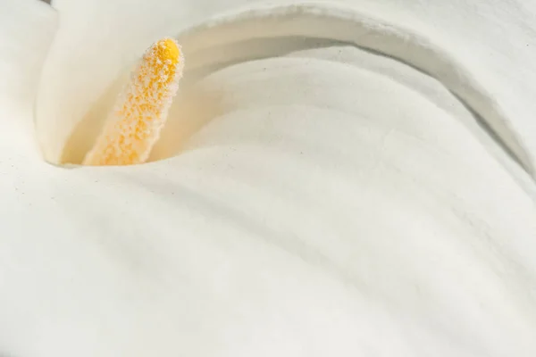 Λευκό Μαρούλι Άνθιση Στον Κήπο Αλσατία Γαλλία — Φωτογραφία Αρχείου