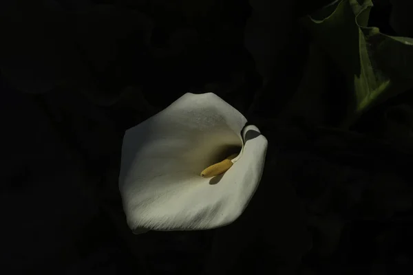 Arum Blanco Flor Jardín Alsacia Francia — Foto de Stock