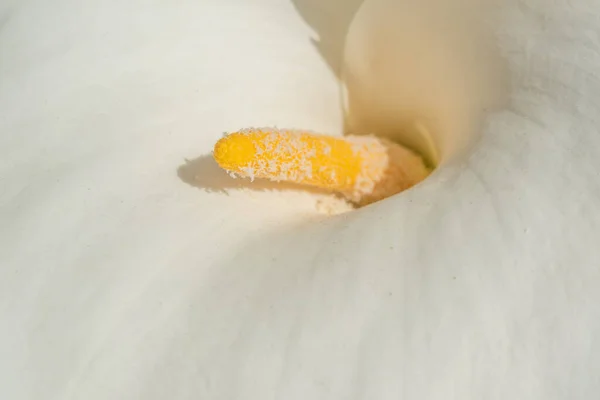 Λευκό Μαρούλι Άνθιση Στον Κήπο Αλσατία Γαλλία — Φωτογραφία Αρχείου
