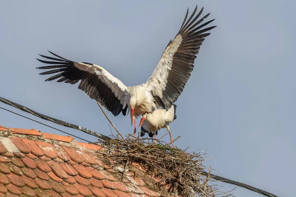 白鹤夫妇 Ciconia Ciconia 在村子里的巢穴中交配 法国阿尔萨斯Muttersholtz — 图库照片