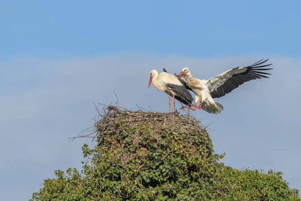 白鹤夫妇 Ciconia Ciconia 在村子里的巢穴上放置树枝 法国阿尔萨斯Muttersholtz — 图库照片