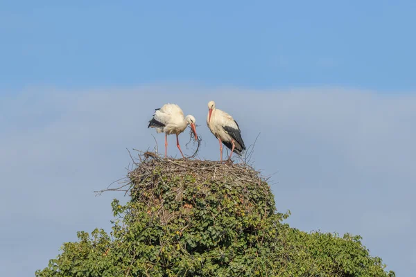 White Stork Couple Ciconia Ciconia Depositing Branches Nest Village Muttersholtz — Stock Photo, Image