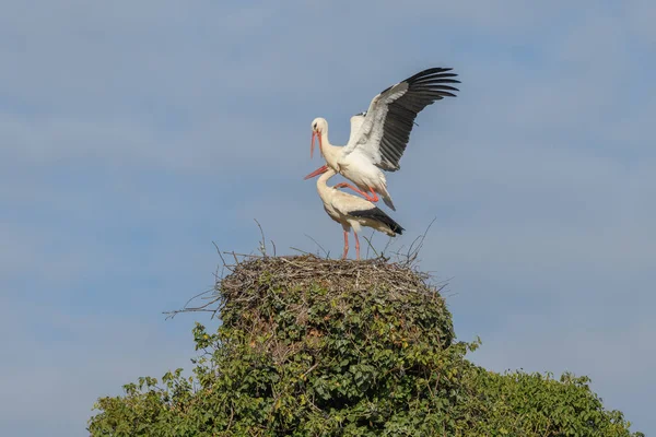 White Stork Couple Ciconia Ciconia Mating Nest Village Muttersholtz Alsace — Stock Photo, Image