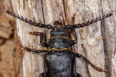 Tanner Böceği (Prionus coriarius) ormanda ölü bir ağaç gövdesinde dinleniyor. Alsace, Fransa.