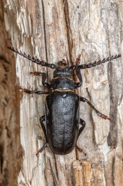 Tanner Böceği (Prionus coriarius) ormanda ölü bir ağaç gövdesinde dinleniyor. Alsace, Fransa.