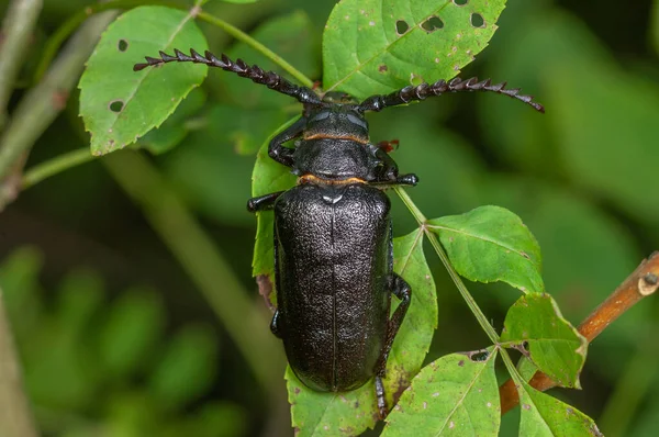 Tanner Beetle Prionus Coriarius Placed Leaves Shrub Forest Alsace France — Stock Photo, Image