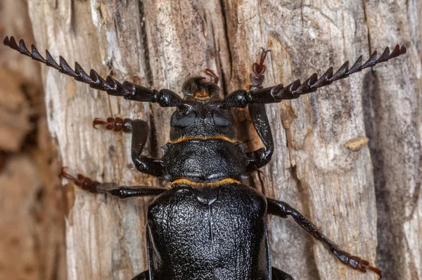 Tanner Beetle Prionus Coriarius Descansando Tronco Árvore Morta Floresta Alsácia — Fotografia de Stock