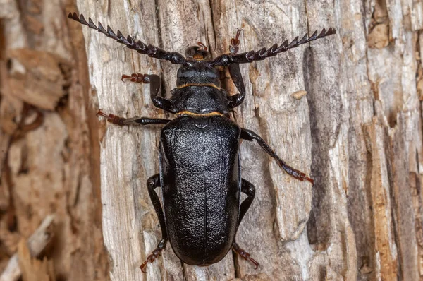 Escarabajo Tanner Prionus Coriarius Descansando Sobre Tronco Árbol Muerto Bosque — Foto de Stock