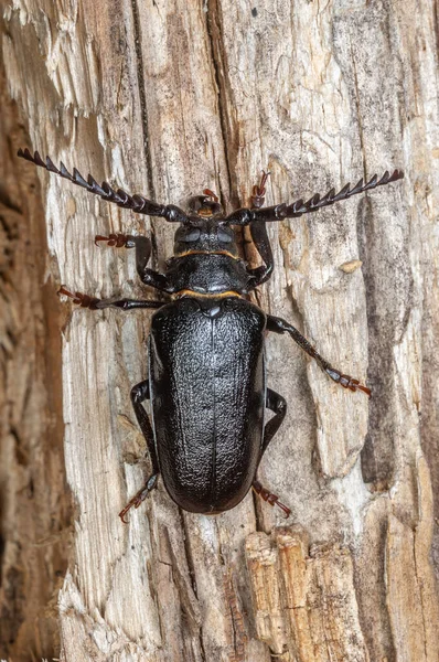 Escarabajo Tanner Prionus Coriarius Descansando Sobre Tronco Árbol Muerto Bosque — Foto de Stock