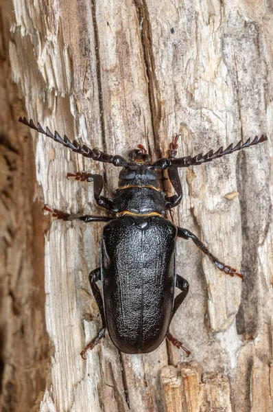 Tanner Beetle Prionus Coriarius Descansando Tronco Árvore Morta Floresta Alsácia — Fotografia de Stock