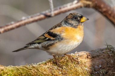 Brambling (Fringilla montifringilla) erkek kışın ormanda bir dala tünedi. Alsace, Fransa.