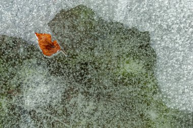 Nehirde donmuş bir kışın oluşturduğu buzun içinde ağaç yaprağı olan hava kabarcıkları. Alsace, Fransa.