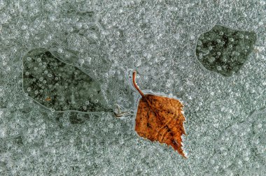 Nehirde donmuş bir kışın oluşturduğu buzun içinde ağaç yaprağı olan hava kabarcıkları. Alsace, Fransa.