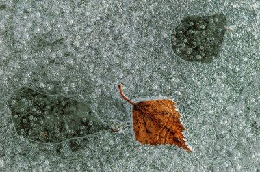 Nehirde donmuş bir kışın oluşturduğu buzun içinde ağaç yaprağı olan hava kabarcıkları. Alsace, Fransa.