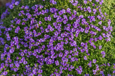 Baharda bahçede mor çiçek tarhı. Allemagne.