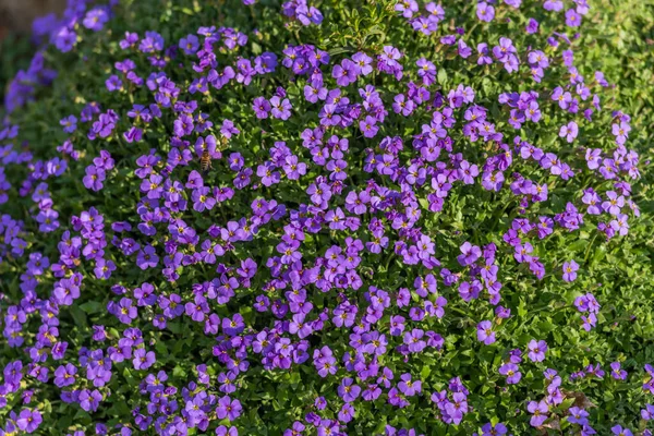 Baharda bahçede mor çiçek tarhı. Allemagne.