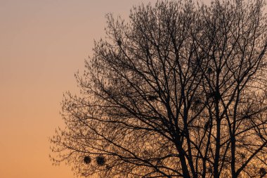 Gün batımında ışığa karşı bir ağacın silueti. Alsace, Fransa.