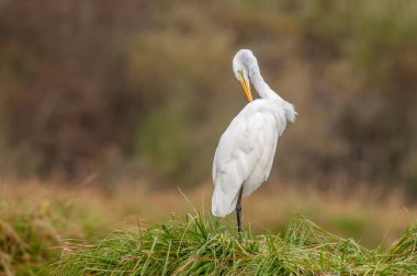 Büyük balıkçıl (Ardea alba) bataklıktaki tüylerini kokutur. Alsace, Fransa.