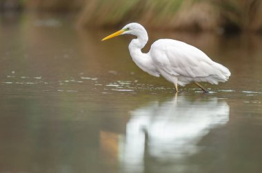 Great egret (Ardea alba) fishing in a river. Alsace, France.