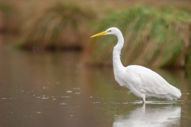 Great egret (Ardea alba) fishing in a river. Alsace, France.