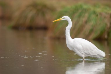 Great egret (Ardea alba) fishing in a river. Alsace, France.
