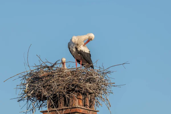 Beyaz Leylek Yuvası (Ciconia ciconia) baharda bir köyün bacasında bulunur. Alsace, Fransa.