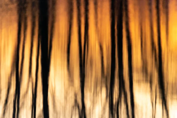 Дерево Відбивається Воді Затопленої Луки Під Час Заходу Сонця Ельзас — стокове фото
