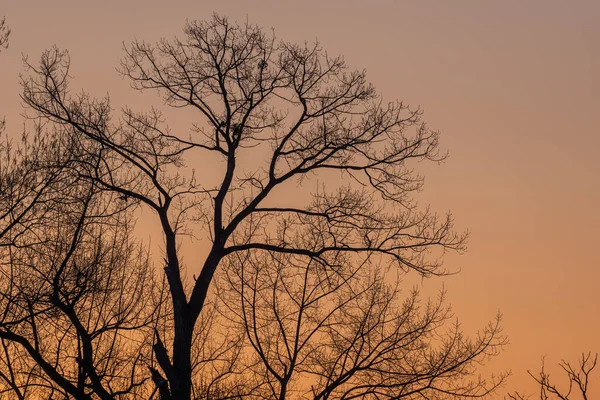 Silhouette Eines Baumes Gegen Das Licht Bei Sonnenuntergang Elsass Frankreich — Stockfoto