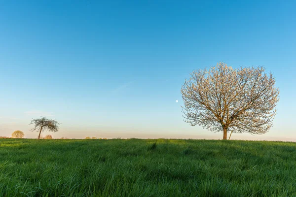 stock image Apple tree in bloom in meadow at full moonrise at dusk. Alsace, France.