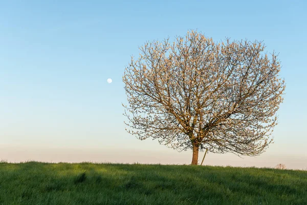 Apfelbaum Voller Blüte Auf Der Wiese Bei Vollmondaufgang Der Dämmerung — Stockfoto
