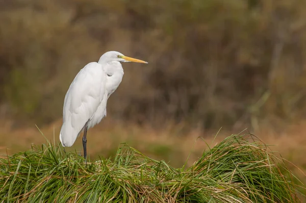 Büyük balıkçıl (Ardea alba) bataklıktaki tüylerini kokutur. Alsace, Fransa.