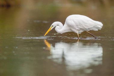 Great egret (Ardea alba) fishing in a river. Alsace, France.