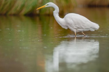 Great egret (Ardea alba) fishing in a river. Alsace, France.