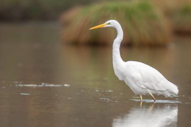 Great egret (Ardea alba) fishing in a river. Alsace, France.