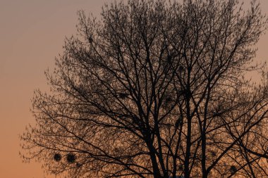 Gün batımında ışığa karşı bir ağacın silueti. Alsace, Fransa.