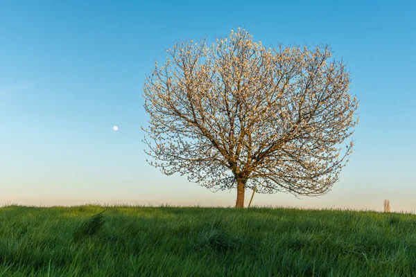 stock image Apple tree in bloom in meadow at full moonrise at dusk. Alsace, France.