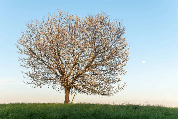 Äppelträd Blommar Äng Vid Fullmåne Skymningen Alsace Frankrike — Stockfoto