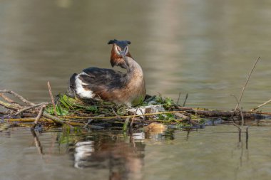 Büyük Armalı Yunus (Podiceps kristali) yuvasında iki yumurta ile. Bas-Rhin, Collectivite europeenne d 'Alsace, Grand Est, Fransa.