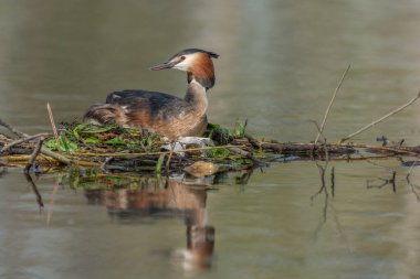 Büyük Armalı Yunus (Podiceps kristali) yuvasında iki yumurta ile. Bas-Rhin, Collectivite europeenne d 'Alsace, Grand Est, Fransa.