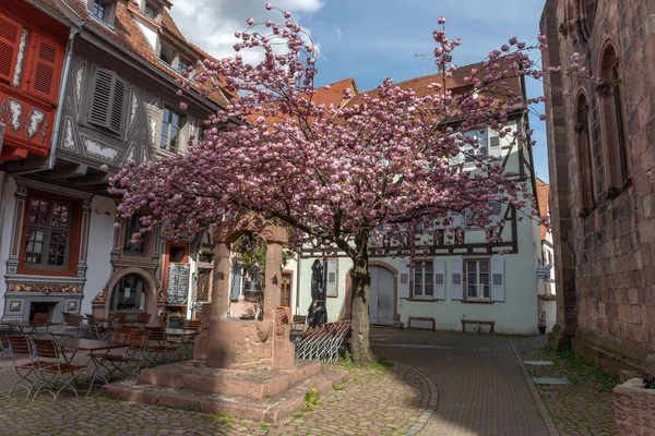 Kirschblüte Auf Einem Alten Platz Mit Einem Mittelalterlichen Brunnen Frühling — Stockfoto