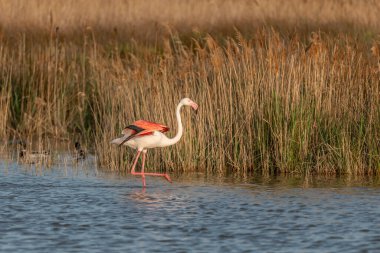 Büyük Flamingo (Phoenicopterus roseus) baharda bir bataklıkta. Saintes Maries de la Mer, Parc naturel regional de Camargue, Arles, Bouches du Rhone, Provence Alpes Cote d 'Azur, Fransa.