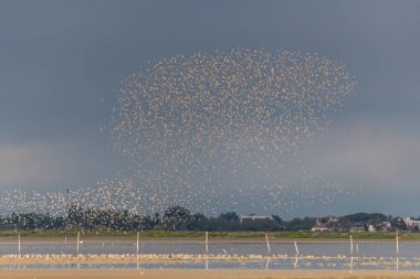 Kısa kuşlar, Dunlin (Calidris alpina) baharda Vacares göletinde kuzeye göç eder. Saintes Maries de la Mer, Parc naturel regional de Camargue, Arles, Bouches du Rhone, Provence Alpes Cote d 'Azur, Fransa.