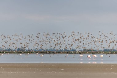 Kısa kuşlar, Dunlin (Calidris alpina) baharda Vacares göletinde kuzeye göç eder. Saintes Maries de la Mer, Parc naturel regional de Camargue, Arles, Bouches du Rhone, Provence Alpes Cote d 'Azur, Fransa.