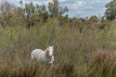 Kamp atı bataklıkta besleniyor. Saintes Maries de la Mer, Parc naturel regional de Camargue, Arles, Bouches du Rhone, Provence Alpes Cote d 'Azur, Fransa.