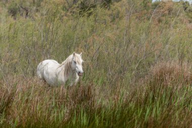 Kamp atı bataklıkta besleniyor. Saintes Maries de la Mer, Parc naturel regional de Camargue, Arles, Bouches du Rhone, Provence Alpes Cote d 'Azur, Fransa.