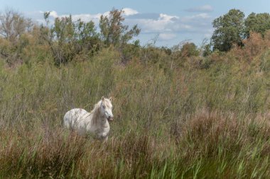 Kamp atı bataklıkta besleniyor. Saintes Maries de la Mer, Parc naturel regional de Camargue, Arles, Bouches du Rhone, Provence Alpes Cote d 'Azur, Fransa.